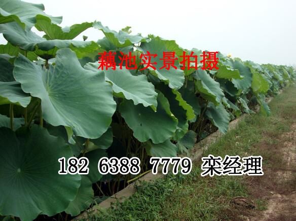 為什么要推出藕池專用膜建池模式？